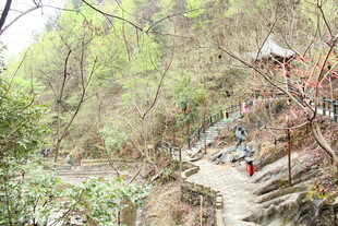 山间小径旁的繁茂树林