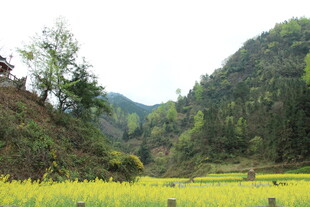 山间油菜花田美景