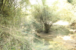 林间溪边的自然景致