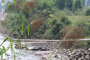 溪边绿植与蜿蜒小路