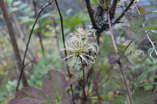 草丛中的白色蛛网