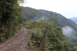 山间泥泞小路 云雾缭绕