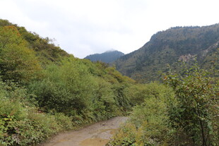 山间蜿蜒小路 绿意盎然