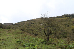 山间草地与孤树