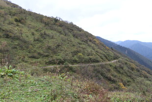 山间蜿蜒小路 绿意盎然