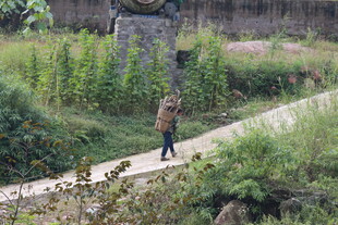 漫步于绿植环绕的小径