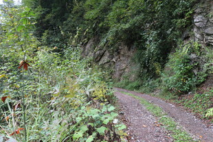 山间小径 绿意盎然