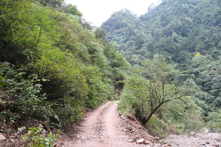 山间蜿蜒土路 绿意盎然