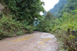 山间泥泞小路 绿意环绕