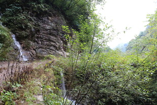 山间溪流旁的繁茂植被