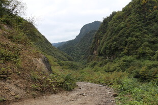 山间泥泞小道 绿意盎然
