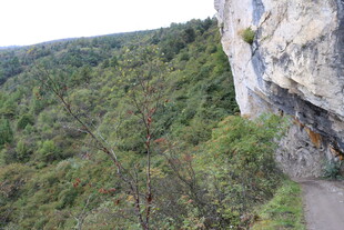 悬崖边的绿意盎然小径