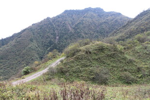 山间蜿蜒小路 绿意盎然