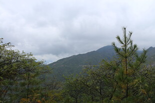 山间云雾缭绕的绿意景致