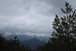 云雾缭绕的山林景致