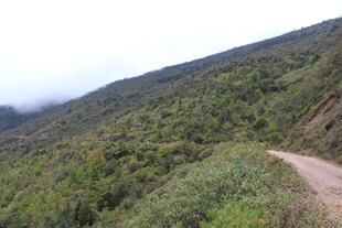 山间蜿蜒小路 绿意盎然