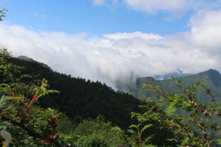 山间云雾缭绕的绿意景致