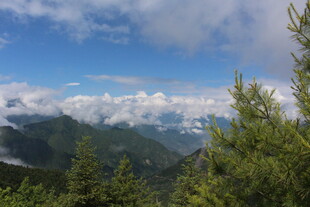 山间云海与葱郁林木景观