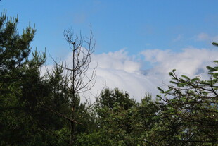 蓝天绿树间的清新景致