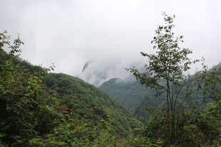 山间云雾缭绕的绿意景致