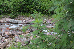 林间溪流边的自然景致