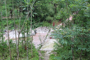 林间隐秘的自然景象