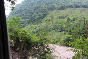 山间小道旁的葱郁景致