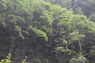 翠绿山林间的自然美景