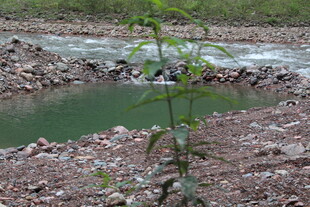 山间绿水畔的新生绿植