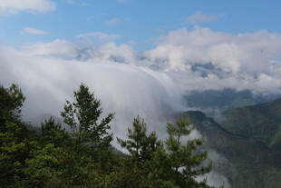 山间云海与葱郁林木