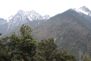 雪山下的葱郁山林