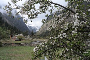 山间繁花盛开的美丽景致