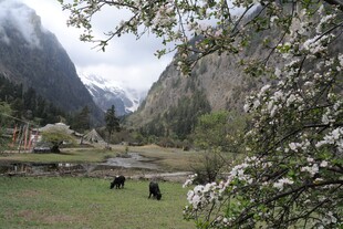 山间牧场春色