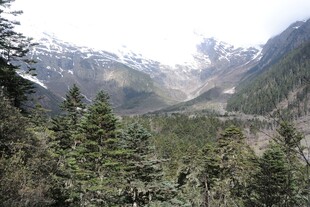 山间森林与远处雪山景观