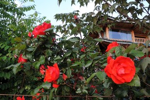 院旁绽放的鲜艳红玫瑰