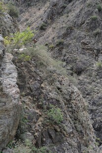 陡峭山壁上的一抹绿意