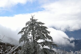 雪覆松树 云雾蓝天相伴