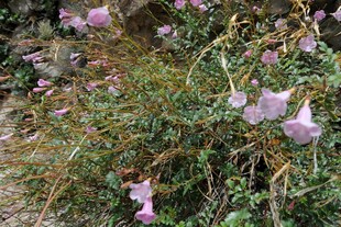 粉色野花绽放于草丛间