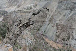 枯树枝于山地间挺立