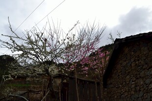 乡村老屋旁绽放的树木