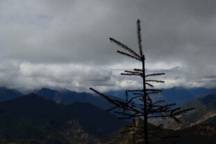 孤树傲然立 远山云海间