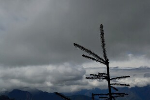 孤枝挺立 云遮远山