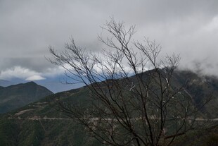 云雾缭绕的山间枯树景观