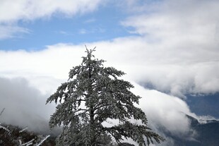 雪覆青松 云海相伴