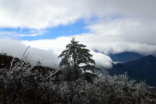 雪覆孤松 云海蓝天之景