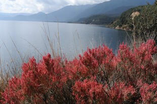 湖畔红植与远山美景