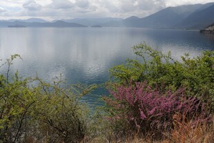 湖畔花草与宁静湖水美景