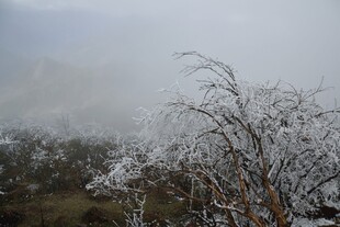 雾凇覆盖的树木景观