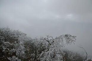 雪覆树木的朦胧冬日景象