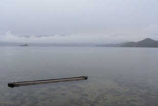 平静湖面中的孤独长木